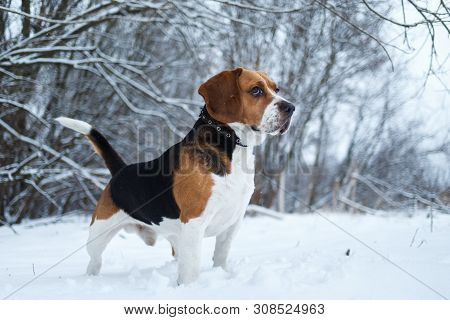 Portrait Of A Beagle Dog In Winter, Cloudy Day