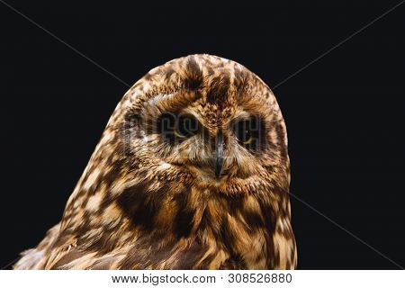 Close Up Portrait Of A Short-eared Owl Against A Black Background