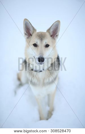 Cute Mixed Breed Dog Outside. Mongrel In The Snow