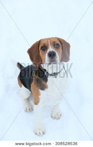 Portrait Of A Beagle Dog In Winter, Cloudy Day