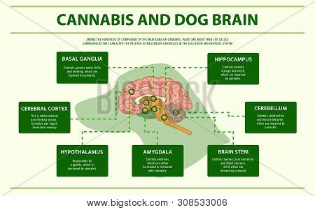 Cannabis And Dog Brain Horizontal Infographic, Healthcare And Medical Illustration About Cannabis