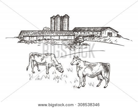 Cows Graze Near The Farm. Rustic Landscape Style Sketch. Retro Illustration.