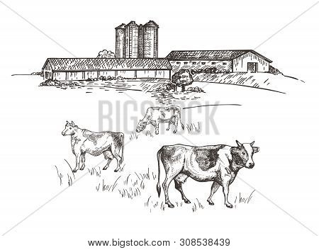 Cows Graze Near The Farm. Rustic Landscape Style Sketch. Retro Illustration.