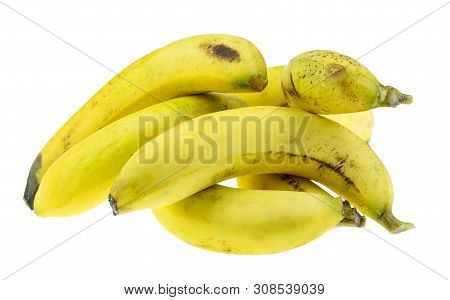 Ripe Gros Michel Banana Isolated On White Background, Krua Hom Thong Plants Grown In Thailand