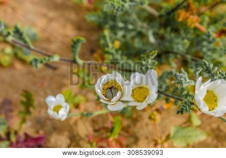 White Flower In The Desert Of The Atlantic Ocean, Morocco, Afrika