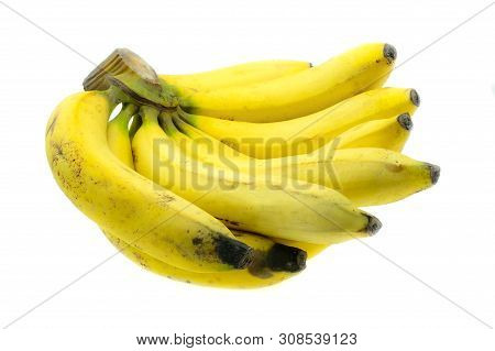 Ripe Gros Michel Banana Isolated On White Background, Krua Hom Thong Plants Grown In Thailand