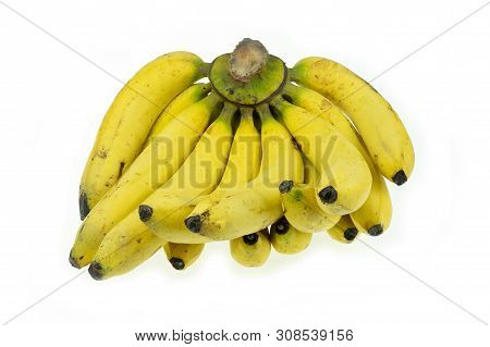 Ripe Gros Michel Banana Isolated On White Background, Krua Hom Thong Plants Grown In Thailand