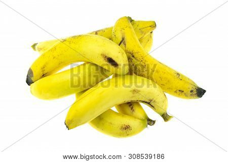 Ripe Gros Michel Banana Isolated On White Background, Krua Hom Thong Plants Grown In Thailand