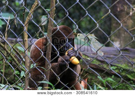 A Woolly Monkey Kept In Captivity Eating A Banana