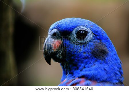 A Close Up Of The Head From A Blue Headed Parrot, Pionus