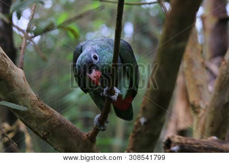 A Blue Headed Parrot Looking Curiously At The Camera