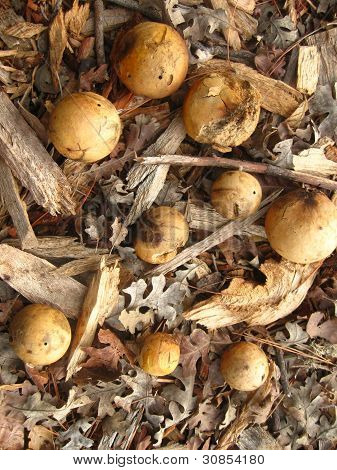 Meşe galls, Meşe yaprağı ve dallar en yakın