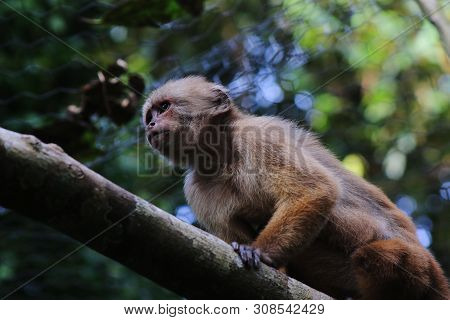 Capuchin Monkey, Cebus Albifrons Sitting On A Large Branch In Tropical Rainforest