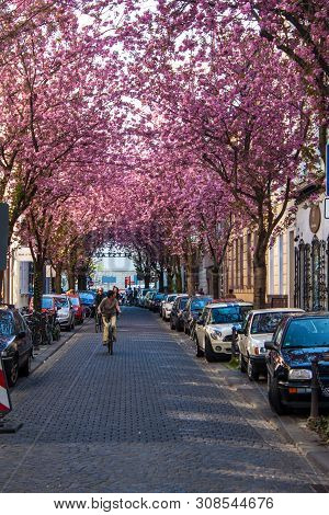 Bonn, Germany - April 24: Rows Of Cherry Blossom Trees On Heerstrasse In Bonn, Germany On April 24, 