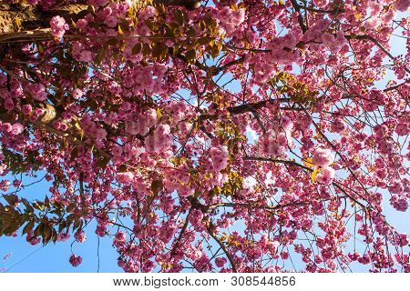 Detail Of Cherry Blossom Trees On Heerstrasse In Bonn, Germany