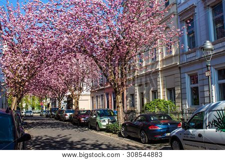 Bonn, Germany - April 24: Rows Of Cherry Blossom Trees On Heerstrasse In Bonn, Germany On April 24, 