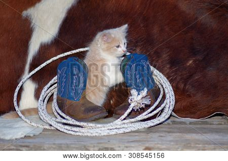 Kitten With Lariat And Cowboy Boots