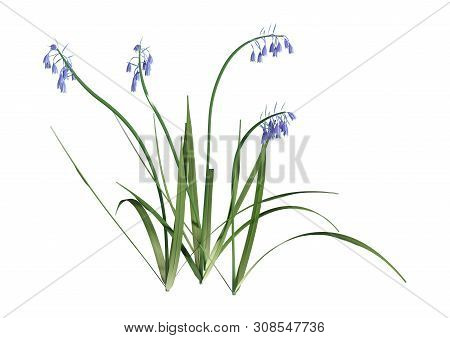 3D Rendering Bluebell Flowers On White
