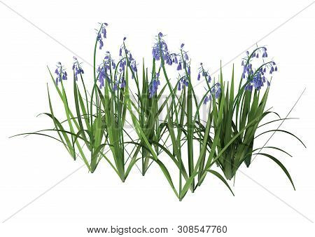 3D Rendering Bluebell Flowers On White