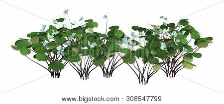 3D Rendering Wood Sorrel Flowers On White