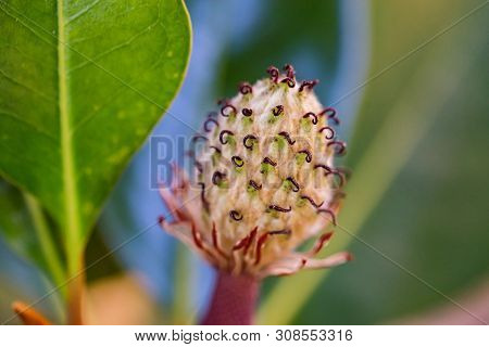 Magnolia Grandiflora Fruit On Branch Close Up