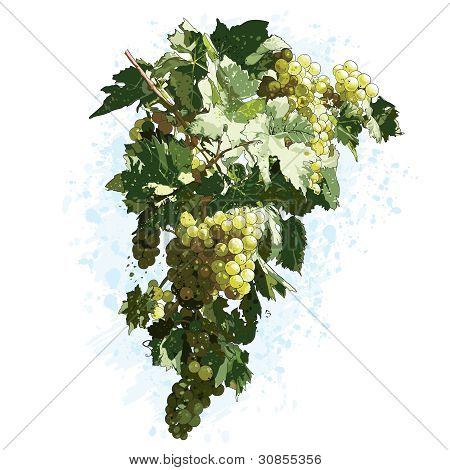 Grapes With Leaves