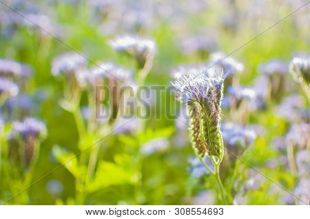 Purple Flower Of Lacy Phacelia Tanacetifolia, Close Up. Blue Tansy - Honey Plant, Attracting Pollina