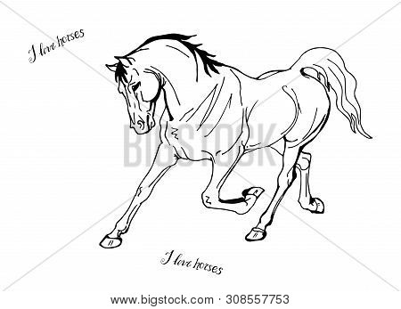 Vector Illustration Of A Horse,vector Illustration Of A Horse, Vector Isolated Monochrome Image Of O
