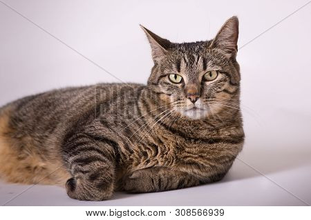 Close Up Of Domestic Gray And Black Kitty Cat Paws Curled Under Resting Head Up Eyes Open Long Whisk