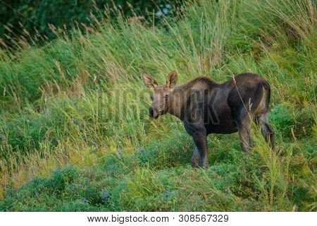 Moose Calf In Grassy Kincaid Park In Anchorage In Alaska