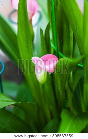 Close Up Pink Lilly Flower Green Leafy Background Texture