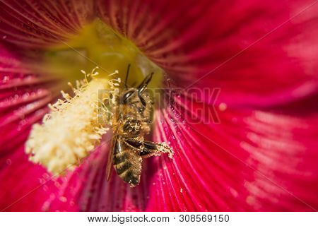 Bee Collecting Pollen In The Maroon Flower Of Mallow