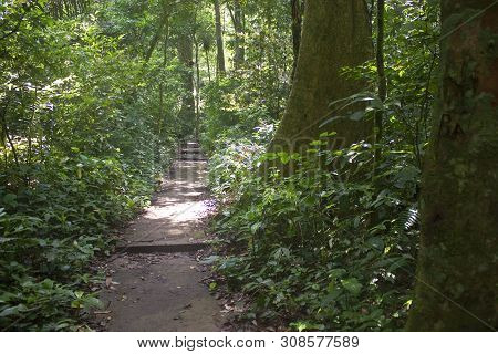 Jungle Path In Cuc Phuong National Park In Vietnam