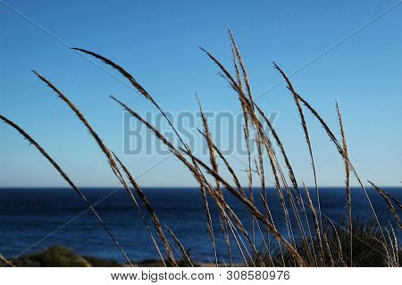 Macrochloa Tenacissima Plant In The Mountain In Winter