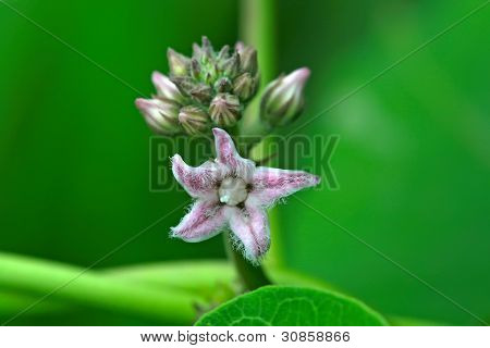 Nikkende Euphorbia blomst i naturen