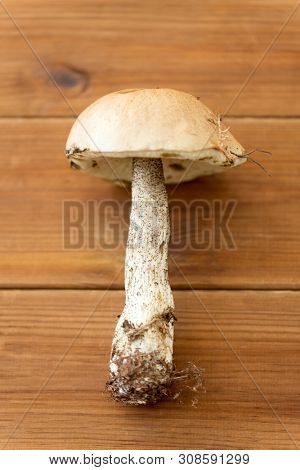 nature, environment and edible mushrooms concept - brown cap boletus on wooden background