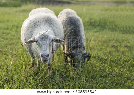 Sheep Graze In The Meadow. One Sheep Looks Straight, The Other Sheep Bows Its Head And Eats Grass. S