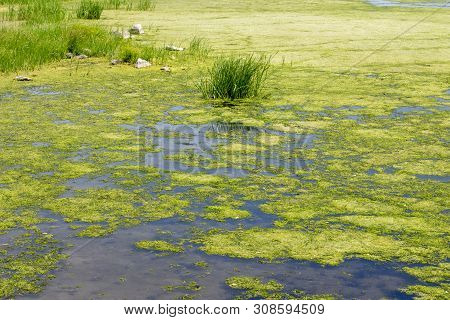 Tina And Algae On The Lake, River, Pond. Water Bloom. Overgrown Water Surface