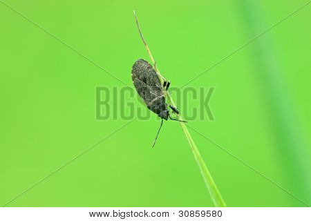 Stinkbug