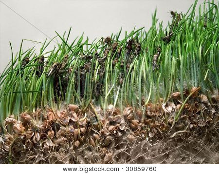 หนุ่ม Grasshoppers