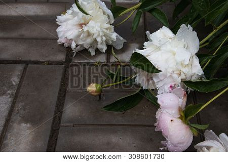 Summer Flowers, Beautiful Big Blooming Wite And Pinck Wilted Peony Flowers With Buds On A Concrete B