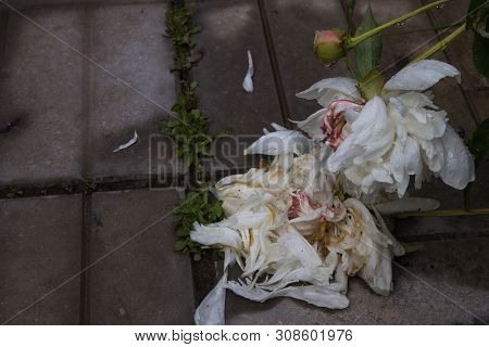 Summer Flowers, Beautiful Big Blooming Wite And Pinck Wilted Peony Flowers With Buds On A Concrete B