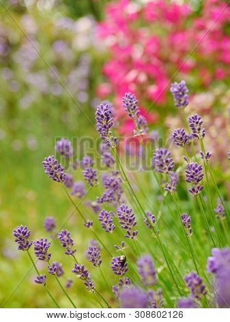Blue Lavender Flowers With Pink Penstemon Flowers And Verbena Bonariensis In Background