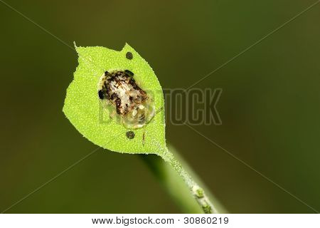 Insekter