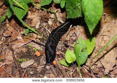 Black Slug (or Limax Cinereoniger) Eats Mushroom