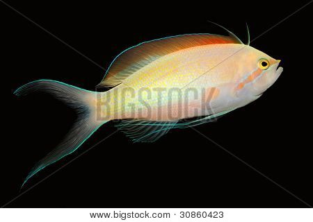Anthias pesci