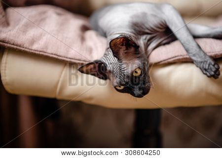 Grey Cat Sitting In An Armchair. Canadian Spynx Bold Cat Having Rest.