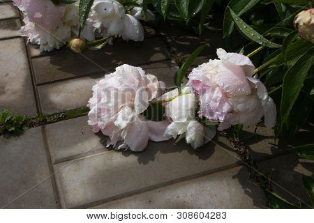 Summer Flowers, Beautiful Big Blooming Wite And Pinck Wilted Peony Flowers With Buds On A Concrete B