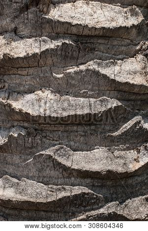 Closeup Of Palm Tree Trunk Texture. Abstract Background Of Arecaceae Grey Bark.