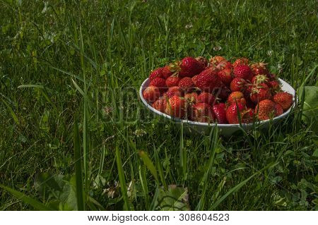 Plate With Wild Strawberry .ripe Red Fruit On Natural Background. Slective Focus